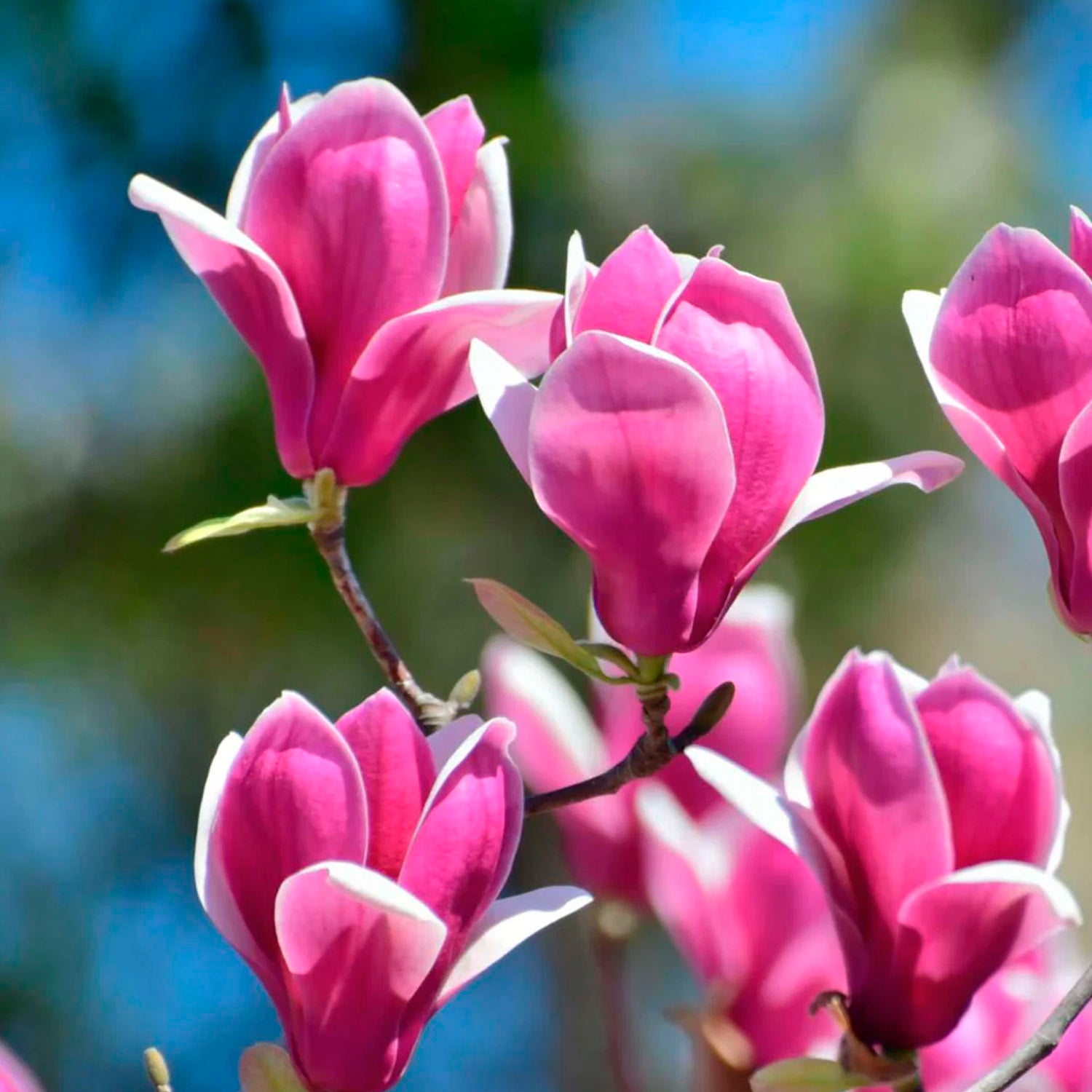 Magnolia Susan in Vaso da 21cm