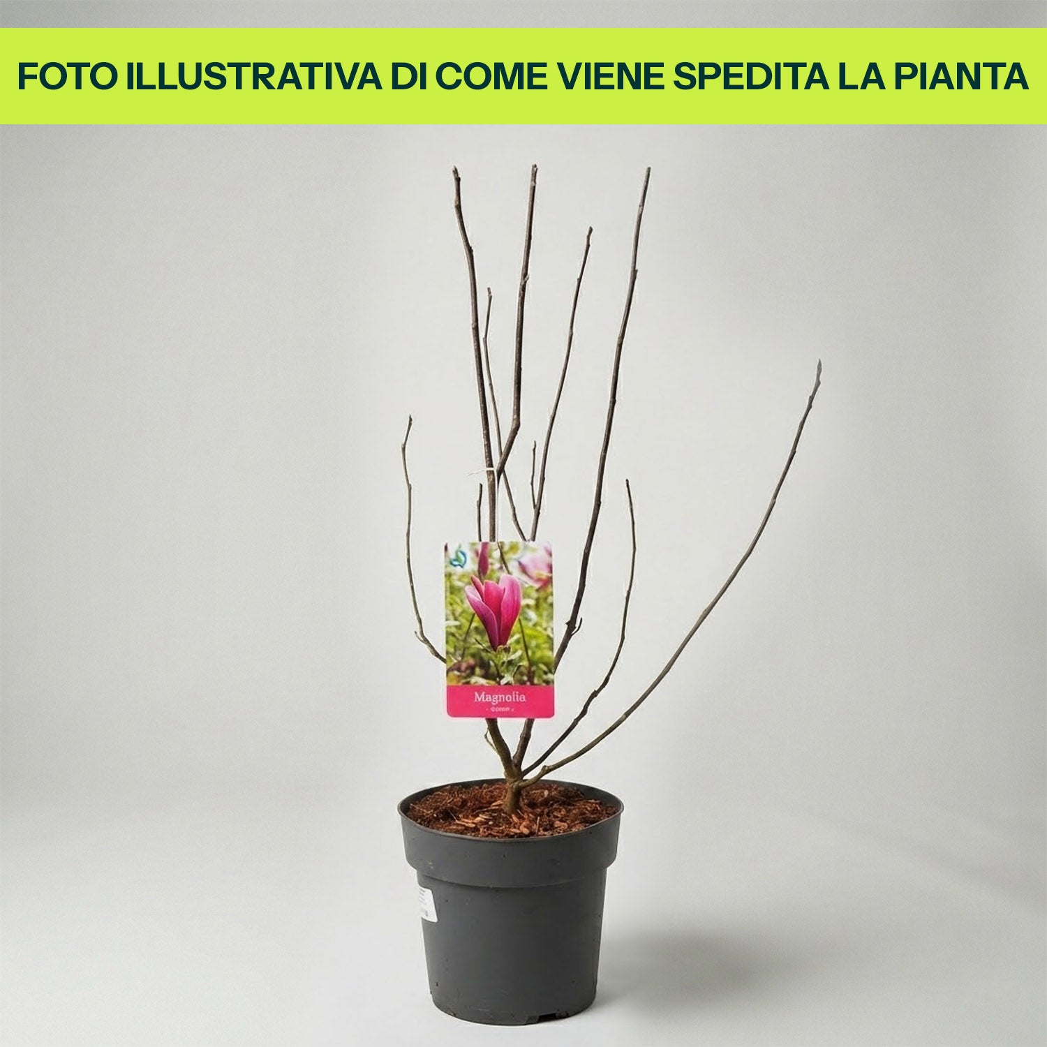 Magnolia Susan in Vaso da 21cm