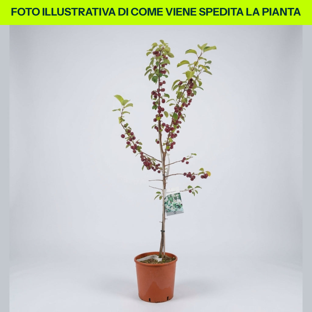 Malus Everest im 18-cm-Topf