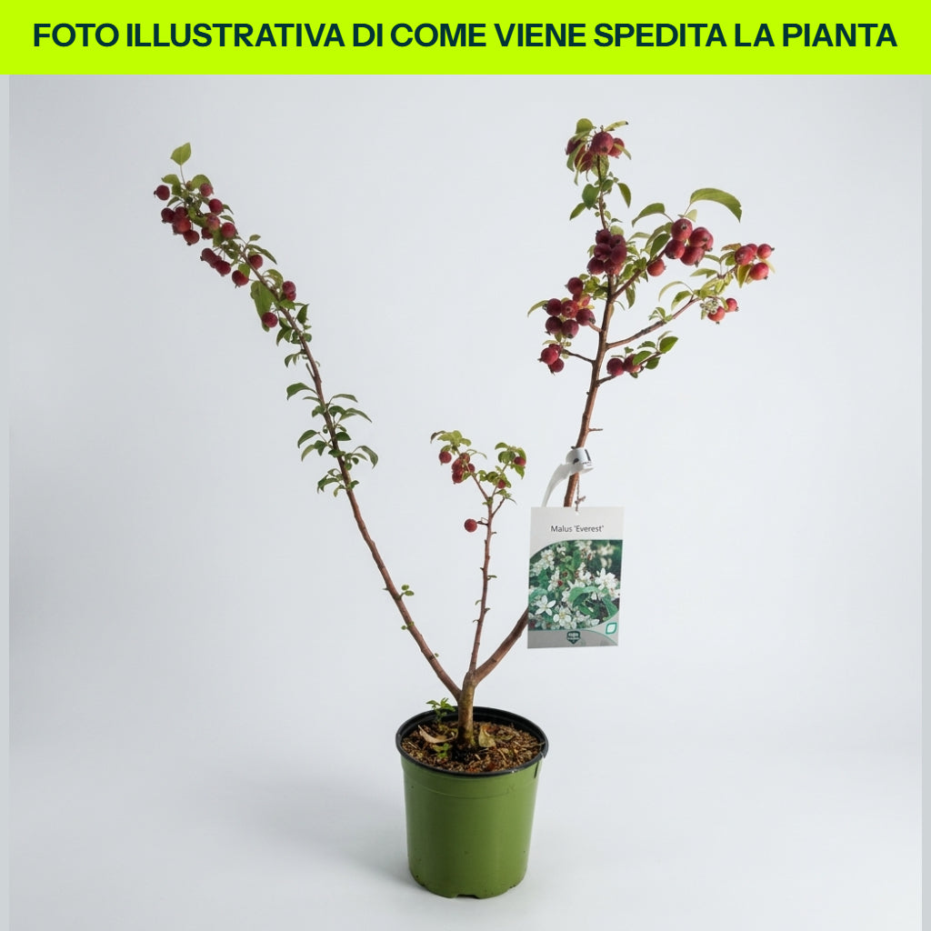 Malus Everest in vaso da 18cm