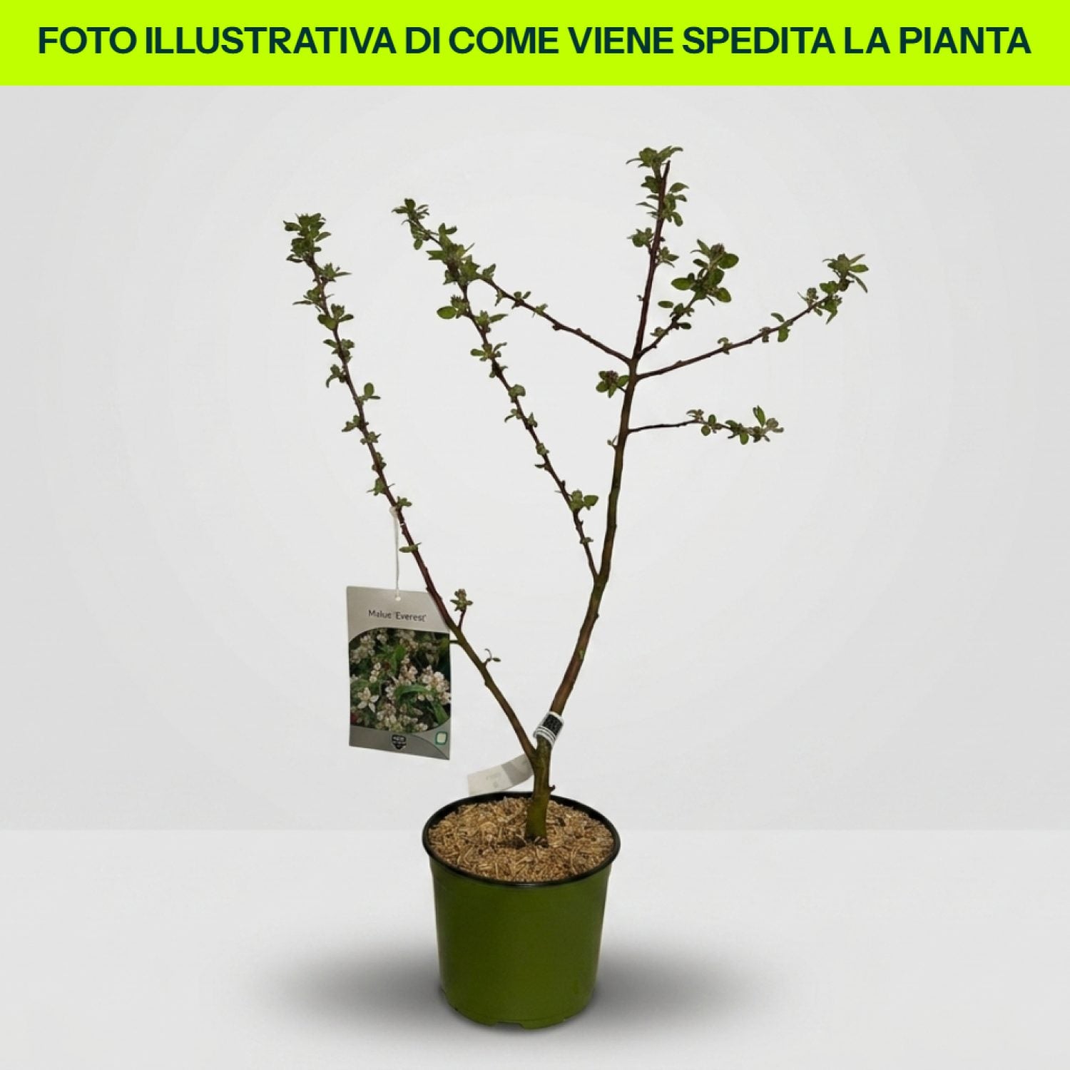 Malus Everest in vaso da 18cm