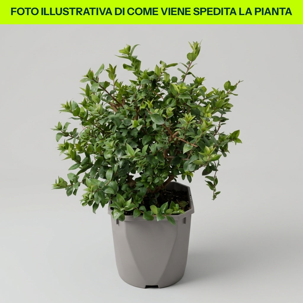 Mirto Comune Cespuglioso in Vaso da 16cm