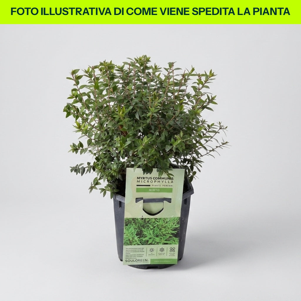 Guzmania Yeltix im 12-cm-Topf