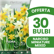MINIATUR-NARRIZDILEN-MISCHUNG (10 ZWIEBELN PACKUNG)