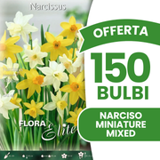 OFFERTA 150 BULBI DI NARCISO MINIATURE MIXED