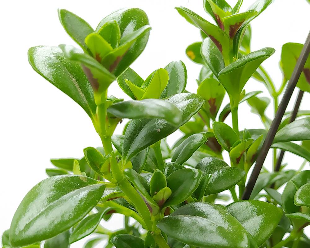Nematanthus in vaso da 14cm