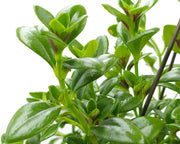 Nematanthus in vaso da 14cm