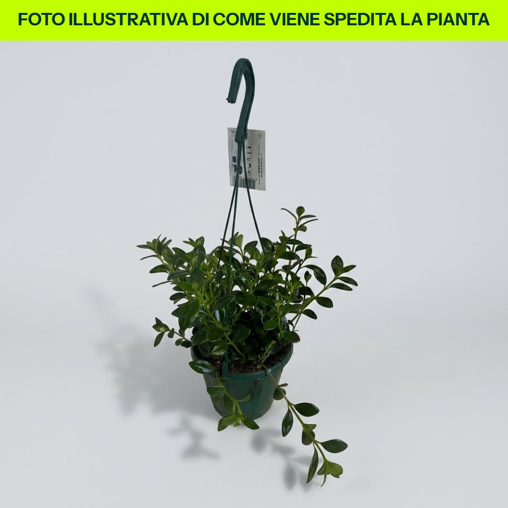 Nematanthus in vaso da 14cm