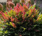 Nandina Obsessed in Vaso da 19cm