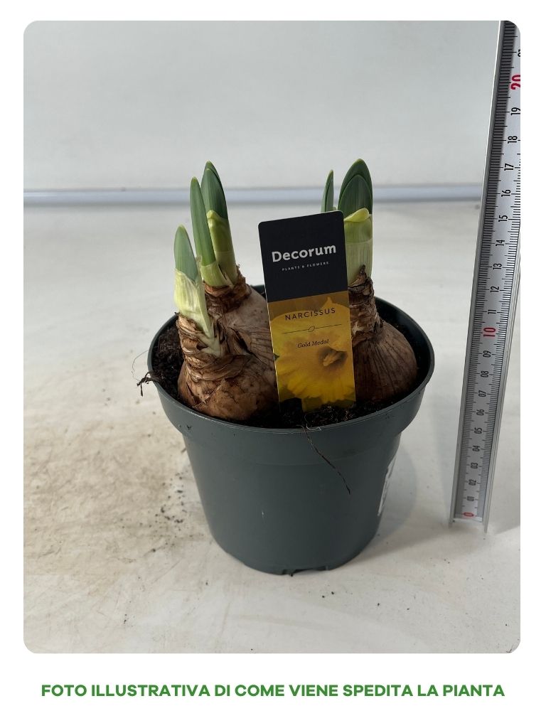 Narciso Giallo Gold Medal in Vaso da 12cm