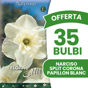 Offerta 35 Bulbi di Narciso Split Corona Papillon Blanc