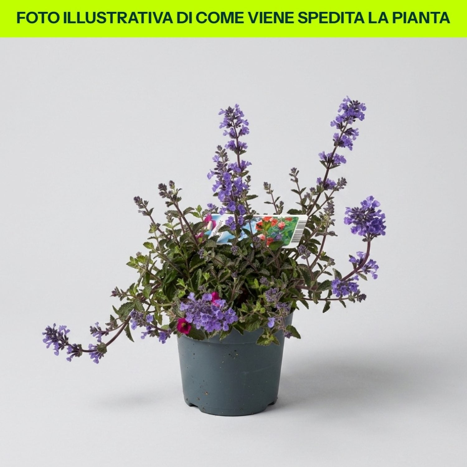 Nepeta Purrsian Blue in vaso da 15cm
