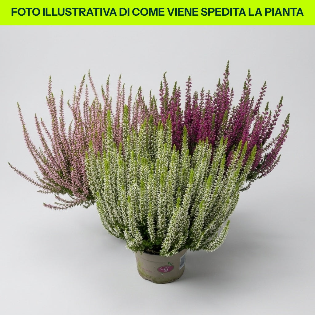 OFFERTA 3 PIANTE CALLUNA VULGARIS BIANCO,ROSA, ROSSO FUCSIA IN VASO DA 12CM