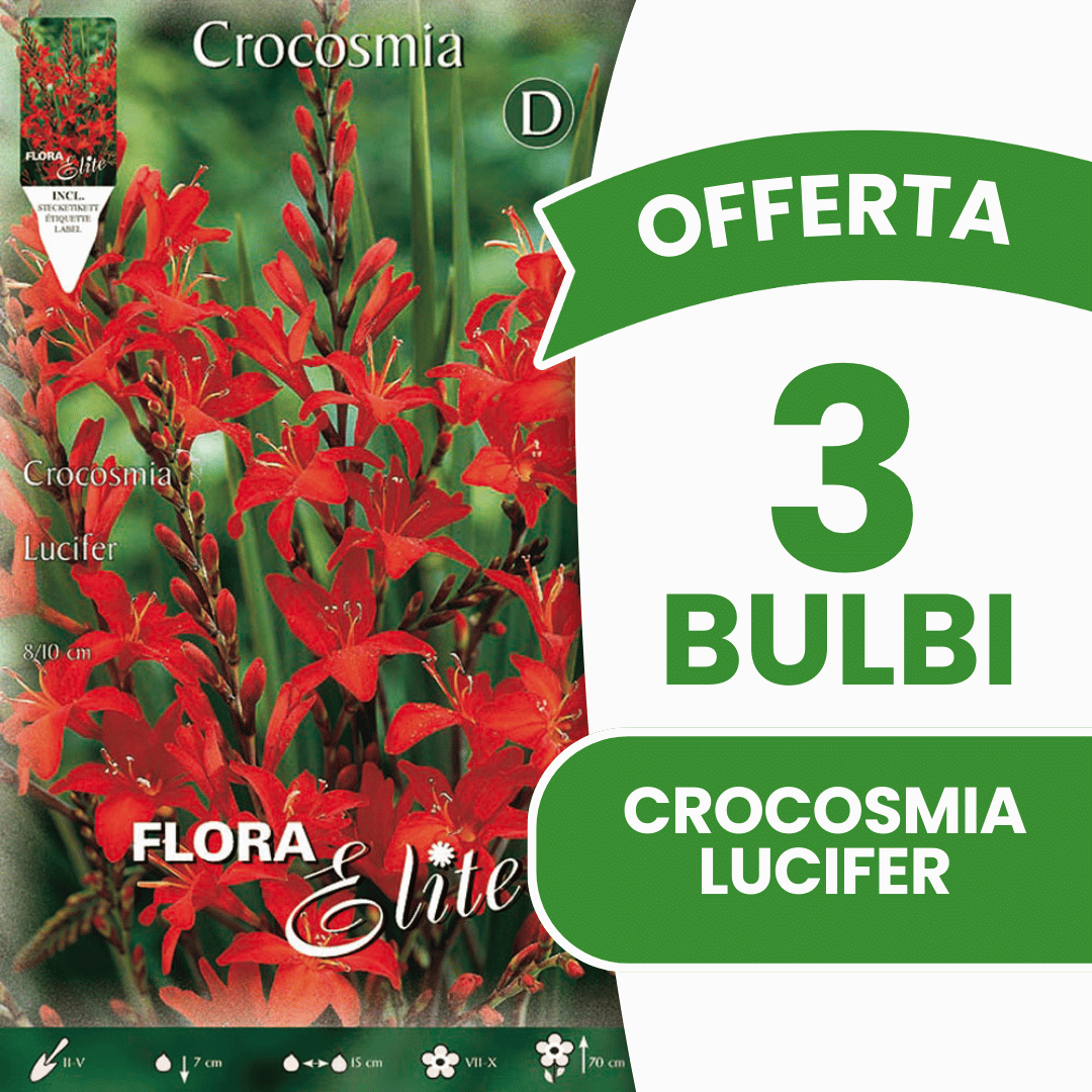 ANGEBOT: 150 Crocosmia lucifer-Zwiebeln