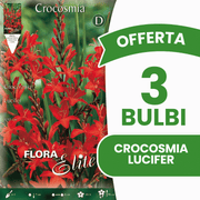 OFFERTA 3 BULBI CROCOSMIA LUCIFER