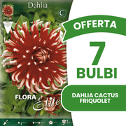 OFFERTA 7 BULBI DAHLIA CACTUS FRIQUOLET
