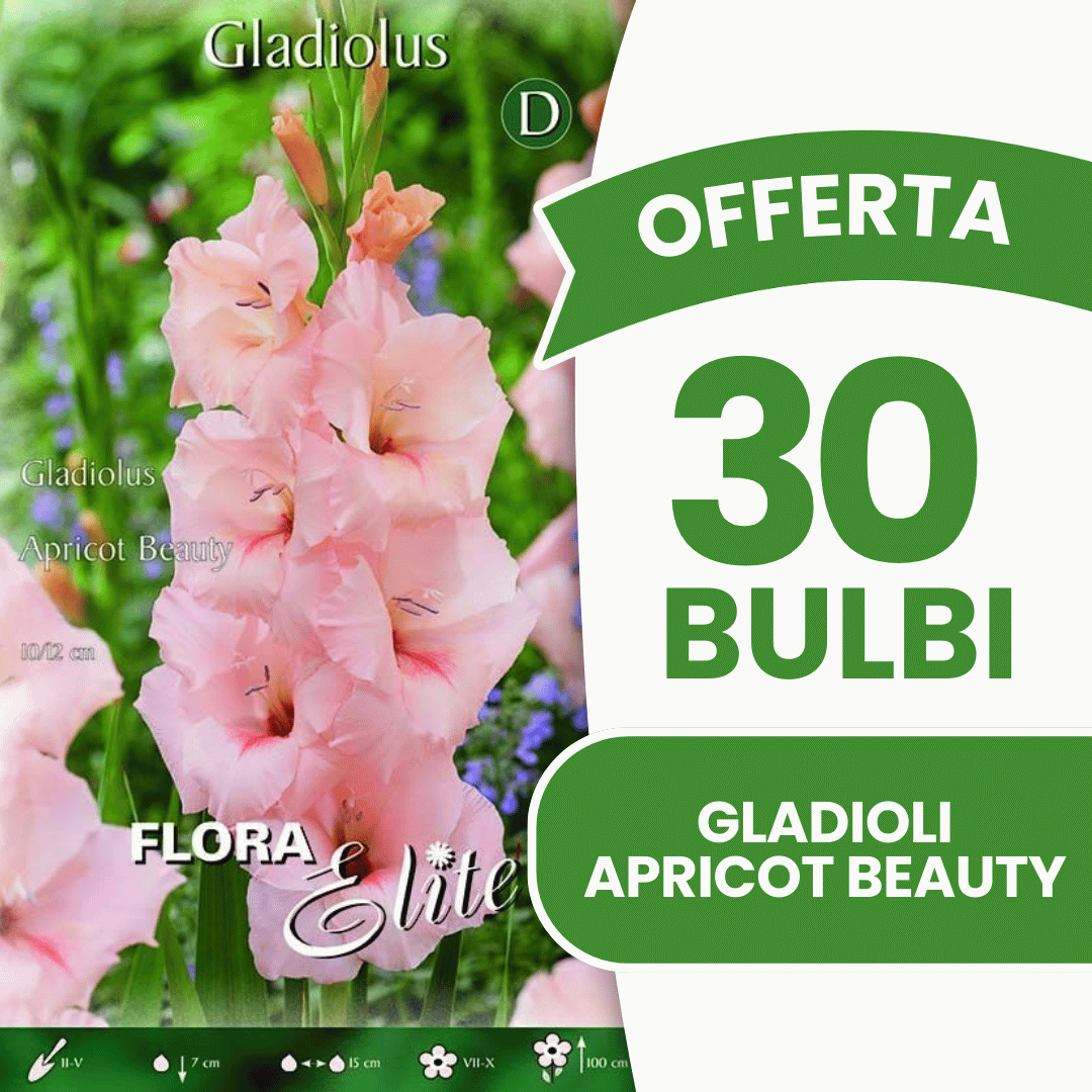 Offre de 30 bulbes de glaïeuls Apricot Beauty