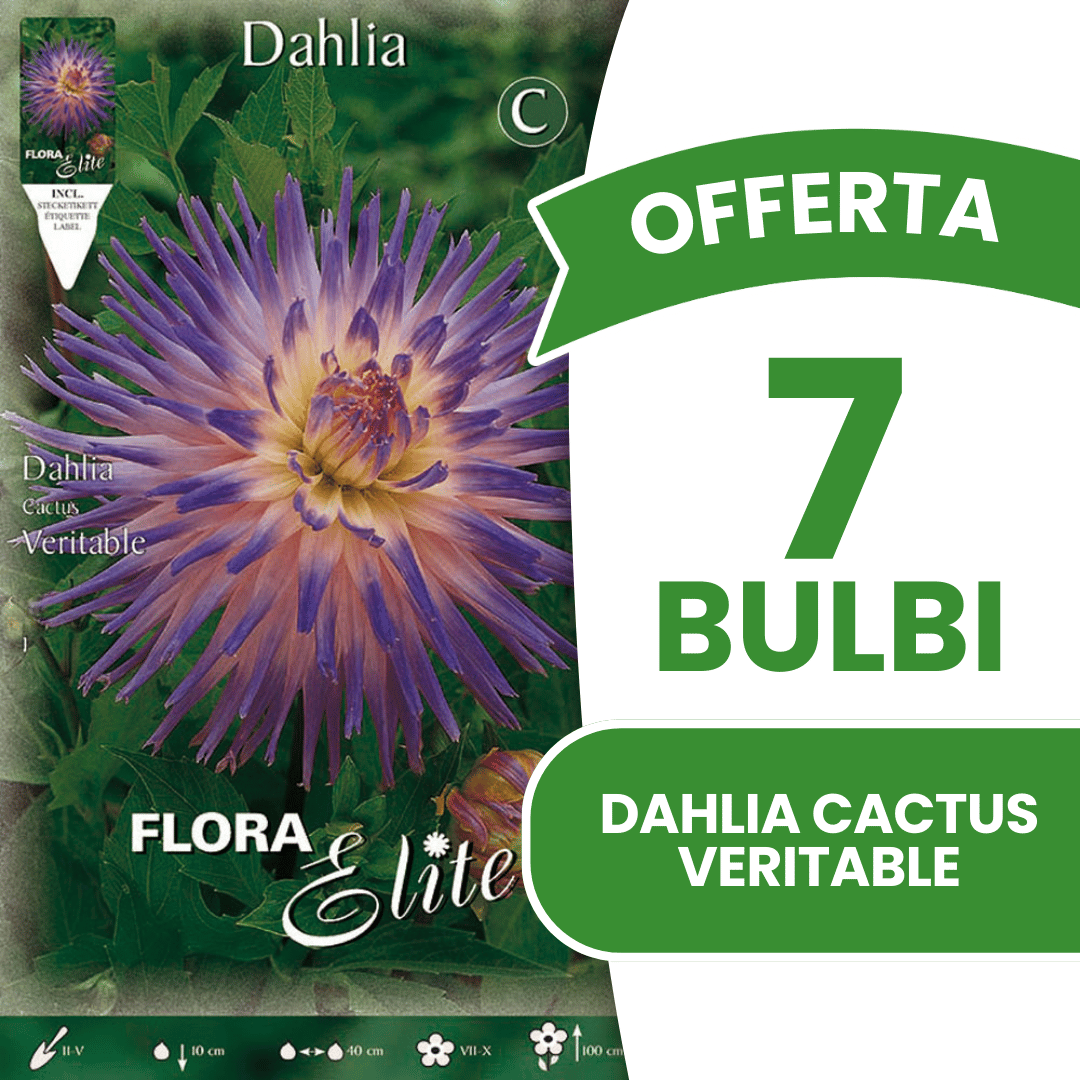 OFFRE DE 9 BULBES VARIABLES DE CACTUS DAHLIA