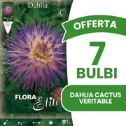 OFFERTA 7 BULBI DI DAHLIA CACTUS VERITABLE