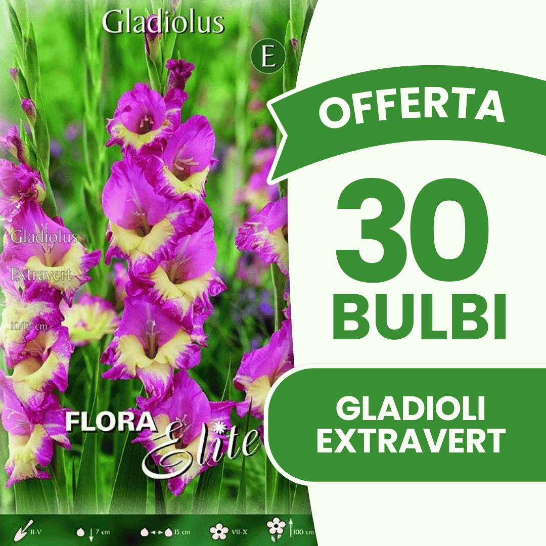 Angebot: 30 Gladiolenzwiebeln der Marke Extrovert