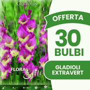 Offre de 30 bulbes de glaïeuls extravertis