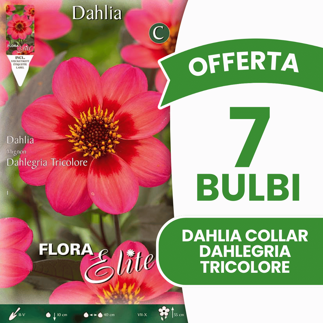 OFFRE 9 BULBES DE DAHLIA COLLAR DAHLEGRIA TRICOLORE
