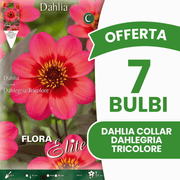 OFFERTA 7 BULBI DAHLIA COLLAR DAHLEGRIA TRICOLORE