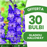 Angebot: 30 Halloween-Gladiolenzwiebeln