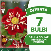 OFFERTA 7 BULBI DAHLIA COLLAR IMPRESSION FESTIVO