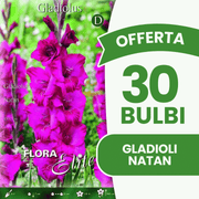Angebot: 30 Gladiolenzwiebeln der Marke Natan