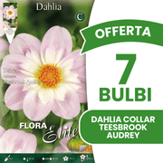 OFFRE 7 BULBES DE DAHLIA POOH