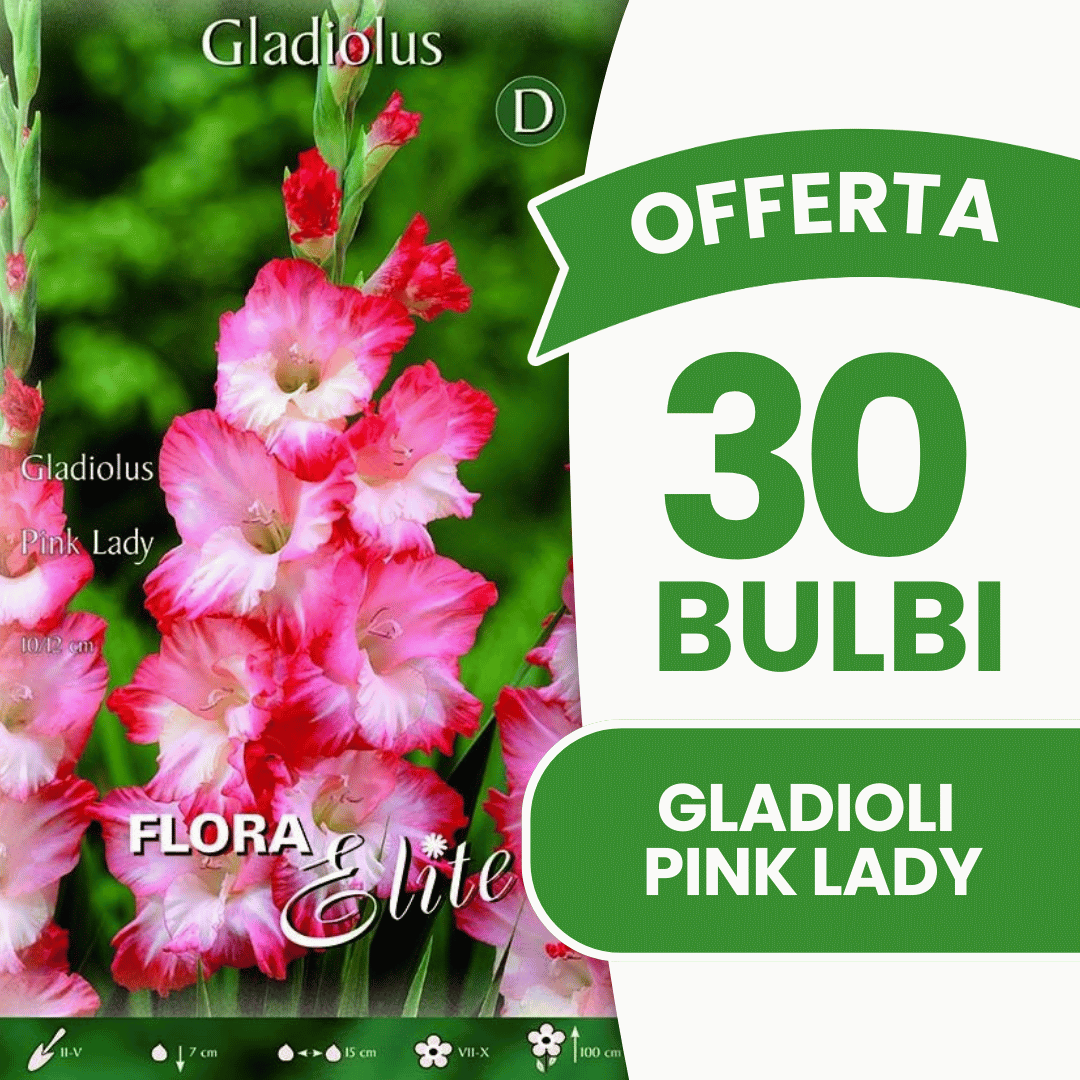 Offre de 30 bulbes de glaïeuls Pink Lady