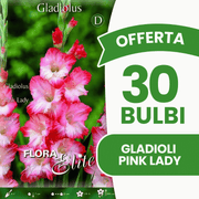 Offerta 30 Bulbi Gladioli Pink Lady