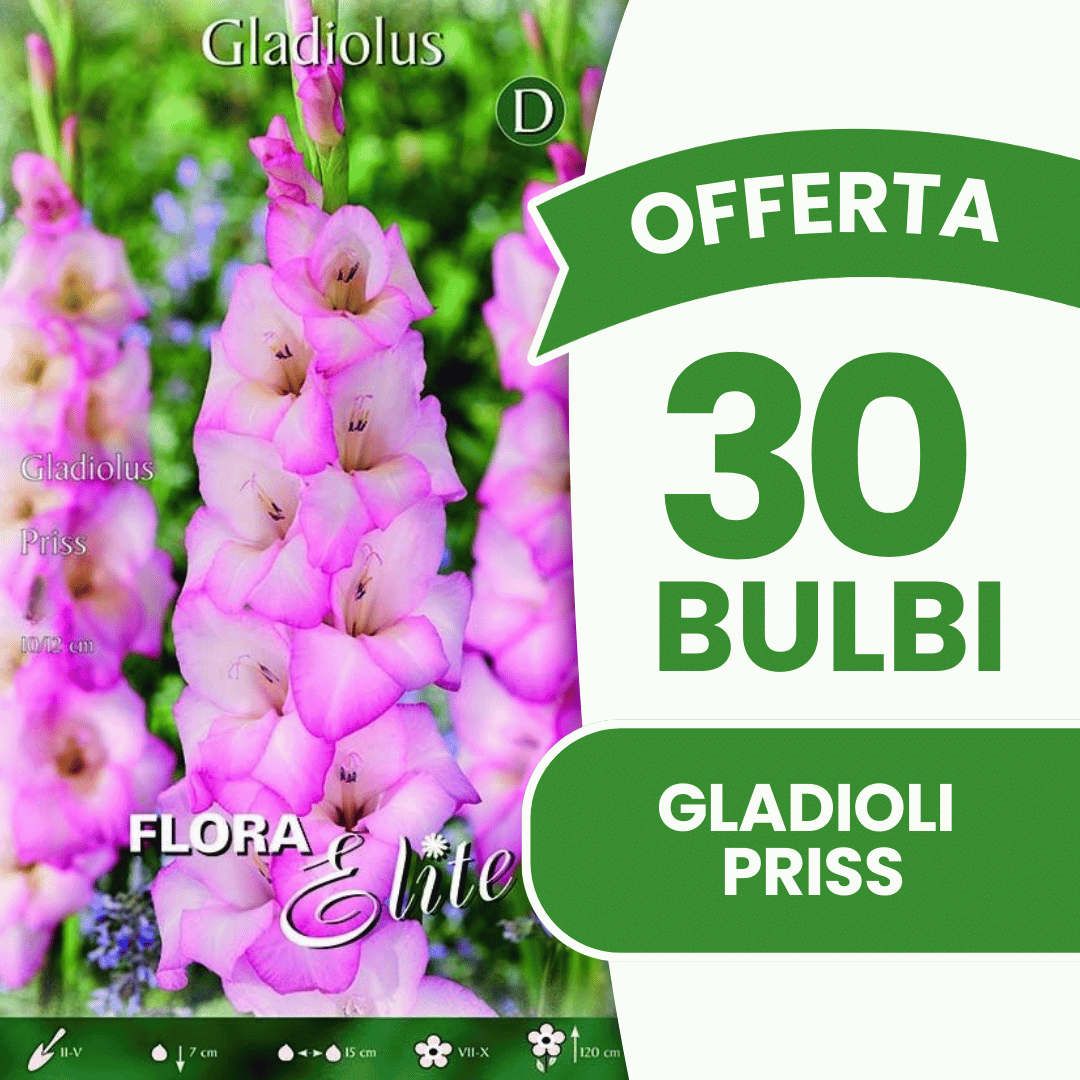 Offre de 30 bulbes de glaïeuls Priss