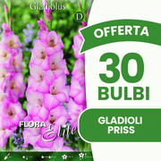 Offerta 30 Bulbi Gladioli Priss