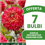 OFFERTA 7 BULBI DAHLIA DECORATIVE DANCING DON