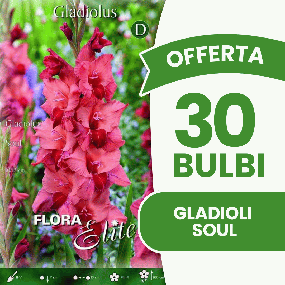 Offre de 30 bulbes de glaïeuls Soul