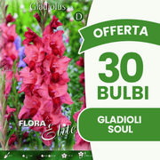 Offre de 30 bulbes de glaïeuls Soul