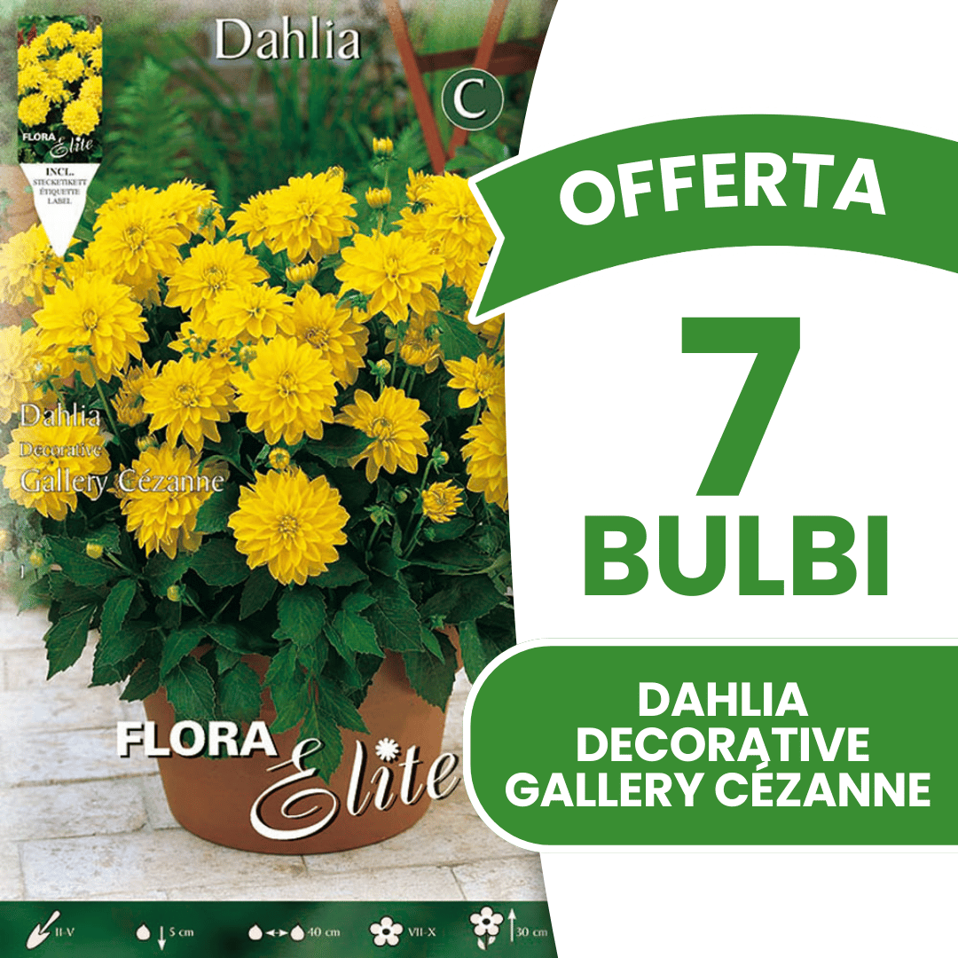 OFFRE 15 BULBES DE DAHLIA DÉCORATIFS GALLERY CÉZANNE