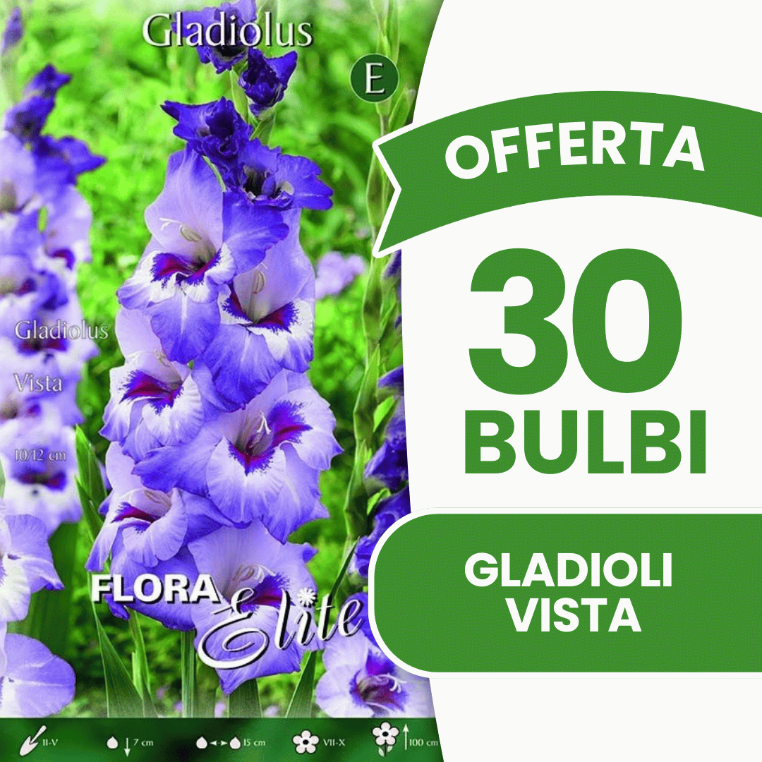 Offre 30 bulbes de glaïeuls Vista