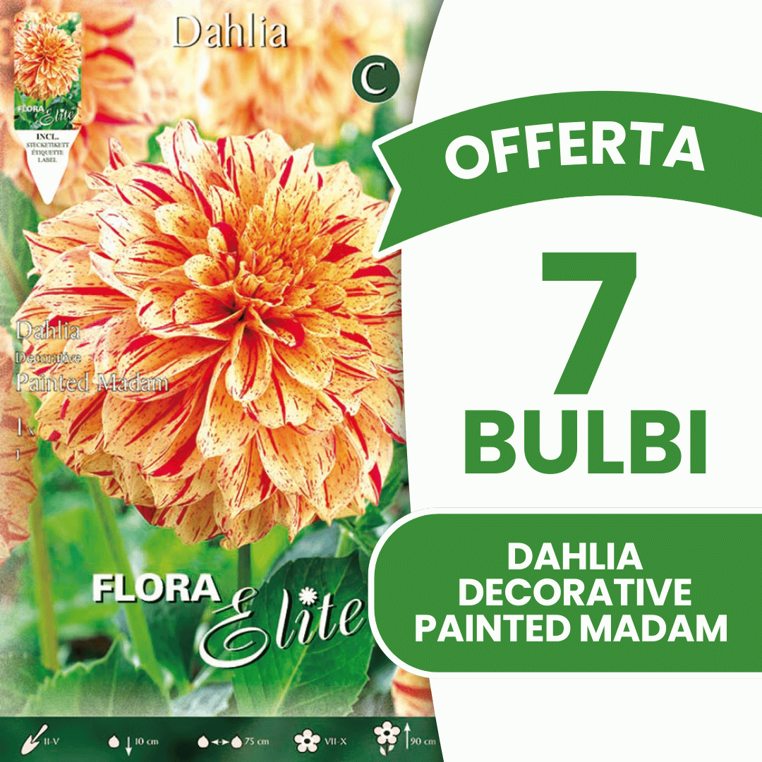 OFFRE 15 BULBES DE DAHLIA DÉCORATIFS PEINTS MADAM