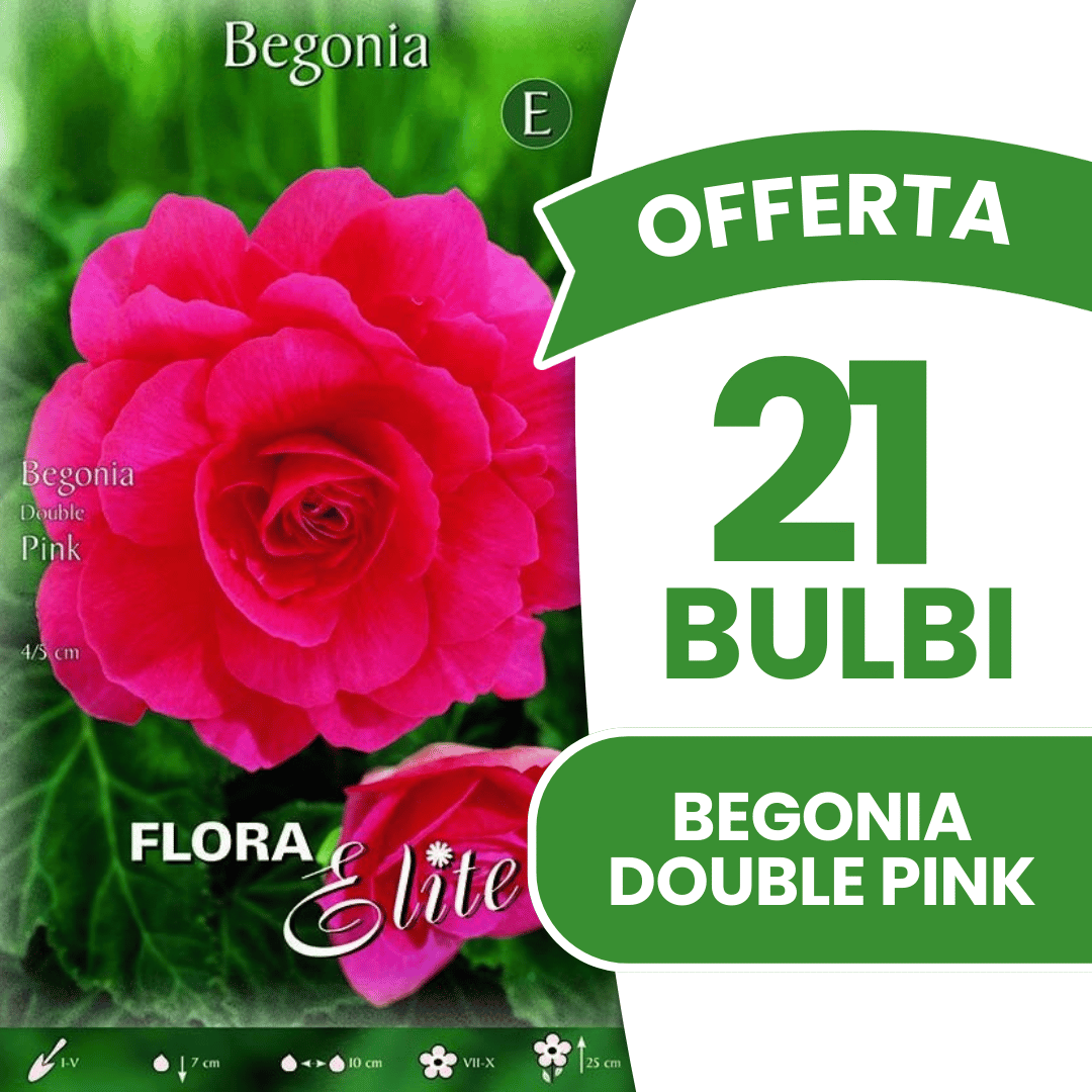 Offre 21 bulbes de bégonias roses doubles