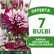 OFFRE 15 BULBES DE DAHLIA DÉCORATIFS REBECCA'S WORLD