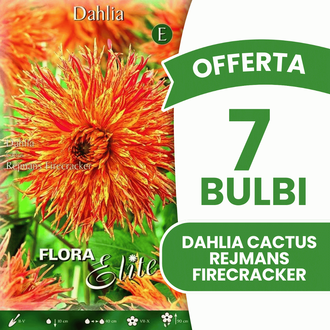 Offre 7 bulbes de dahlia cactus Rejmans Firecracker