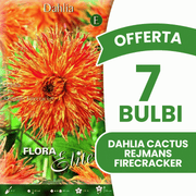 Offerta 7 Bulbi Dahlia Cactus Rejmans Firecracker