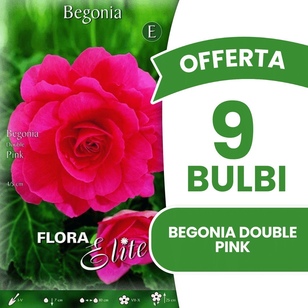Offre de 9 bulbes de bégonias roses doubles