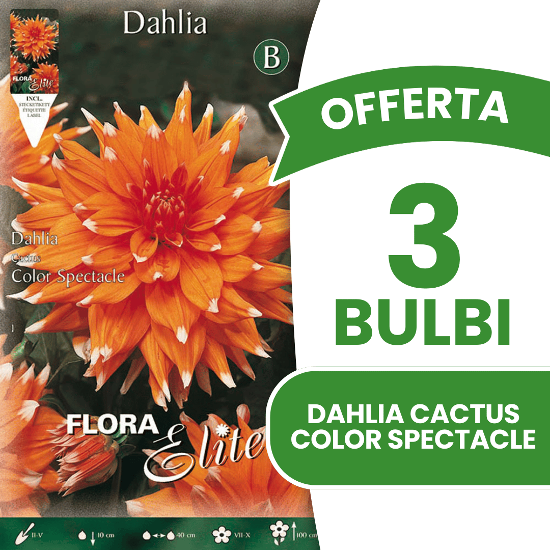OFFRE 15 BULBES DE CACTUS DAHLIA SPECTACLE DE COULEURS