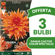 OFFERTA 3 BULBI DAHLIA CACTUS COLOR SPECTACLE