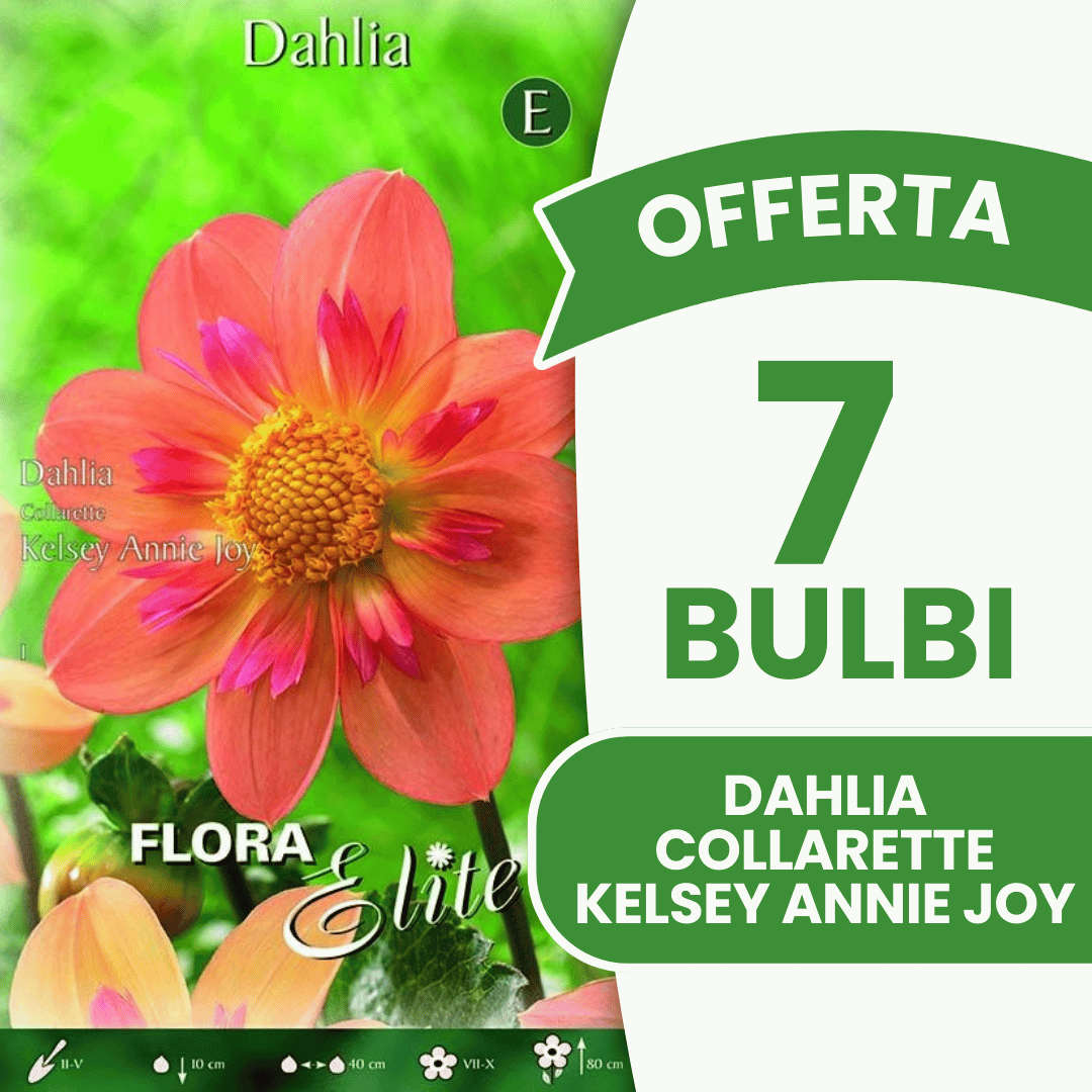 Offre spéciale : 7 bulbes de dahlia Collarette Kelsey Annie Joy