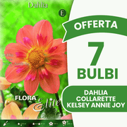 Offerta 7 Bulbi Dahlia Collarette Kelsey Annie Joy